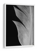 Textura de pluma elegante - Fluidys Studio III | Cuadro decorativo de Canvas Lab
