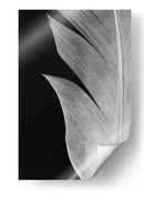 Textura de pluma elegante - Fluidys Studio III | Cuadro decorativo de Canvas Lab