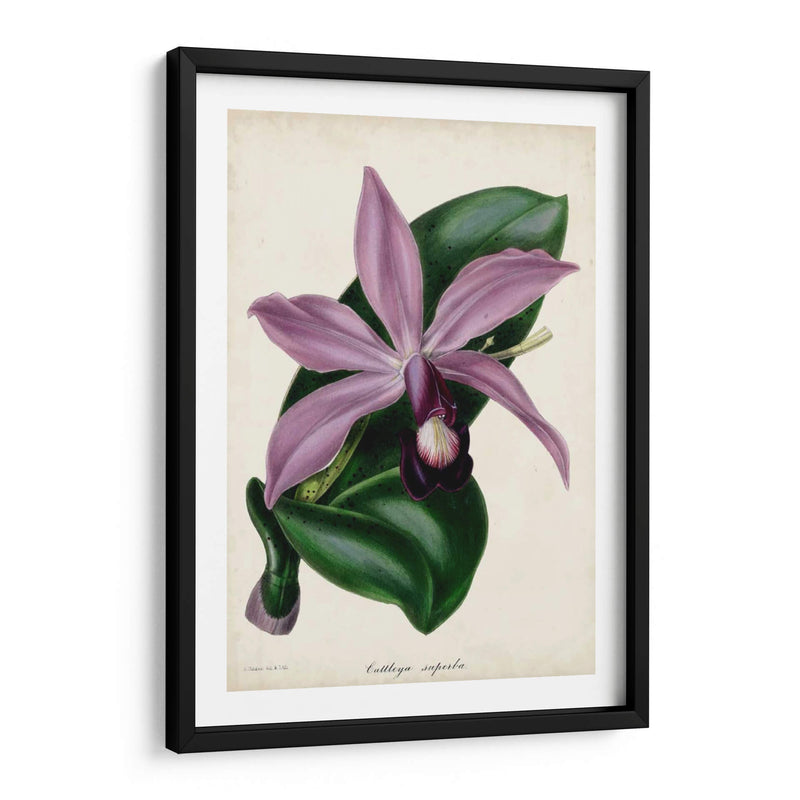 Orquídea Ciruela - Paxton | Cuadro decorativo de Canvas Lab