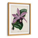 Orquídea Ciruela - Paxton | Cuadro decorativo de Canvas Lab