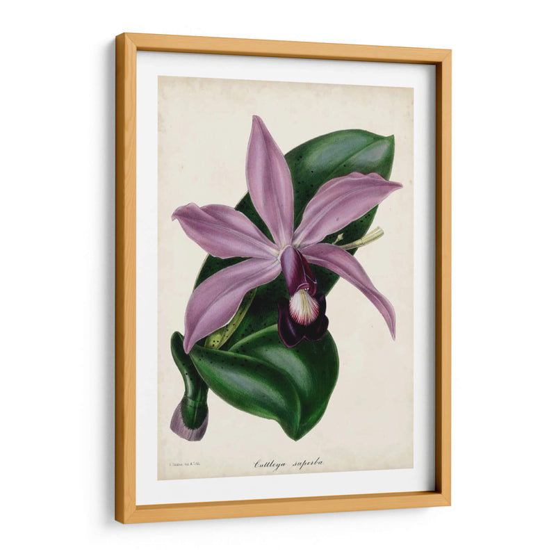 Orquídea Ciruela - Paxton | Cuadro decorativo de Canvas Lab