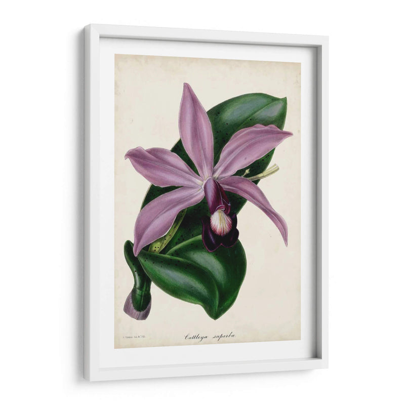 Orquídea Ciruela - Paxton | Cuadro decorativo de Canvas Lab