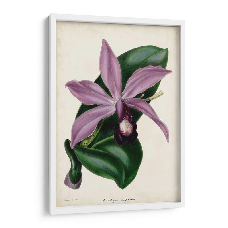 Orquídea Ciruela - Paxton | Cuadro decorativo de Canvas Lab