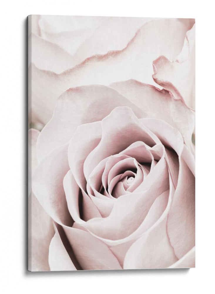 Rosa rosa suave - Fluidys Studio III | Cuadro decorativo de Canvas Lab