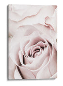 Rosa rosa suave - Fluidys Studio III | Cuadro decorativo de Canvas Lab