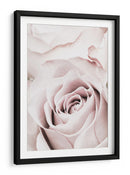 Rosa rosa suave - Fluidys Studio III | Cuadro decorativo de Canvas Lab