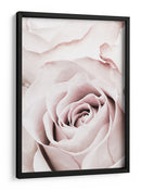 Rosa rosa suave - Fluidys Studio III | Cuadro decorativo de Canvas Lab
