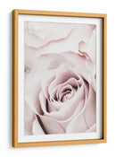 Rosa rosa suave - Fluidys Studio III | Cuadro decorativo de Canvas Lab