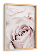 Rosa rosa suave - Fluidys Studio III | Cuadro decorativo de Canvas Lab