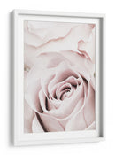Rosa rosa suave - Fluidys Studio III | Cuadro decorativo de Canvas Lab