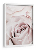 Rosa rosa suave - Fluidys Studio III | Cuadro decorativo de Canvas Lab