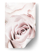 Rosa rosa suave - Fluidys Studio III | Cuadro decorativo de Canvas Lab