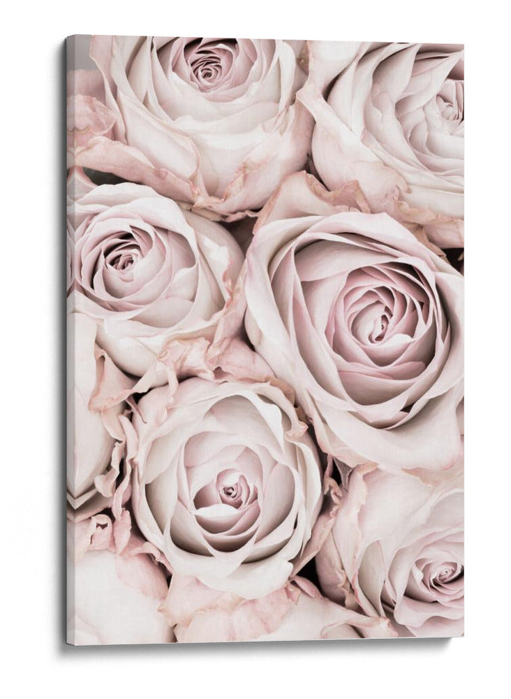 Rosas de color rosa suave - Fluidys Studio III | Cuadro decorativo de Canvas Lab