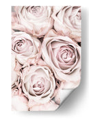 Rosas de color rosa suave - Fluidys Studio III | Cuadro decorativo de Canvas Lab