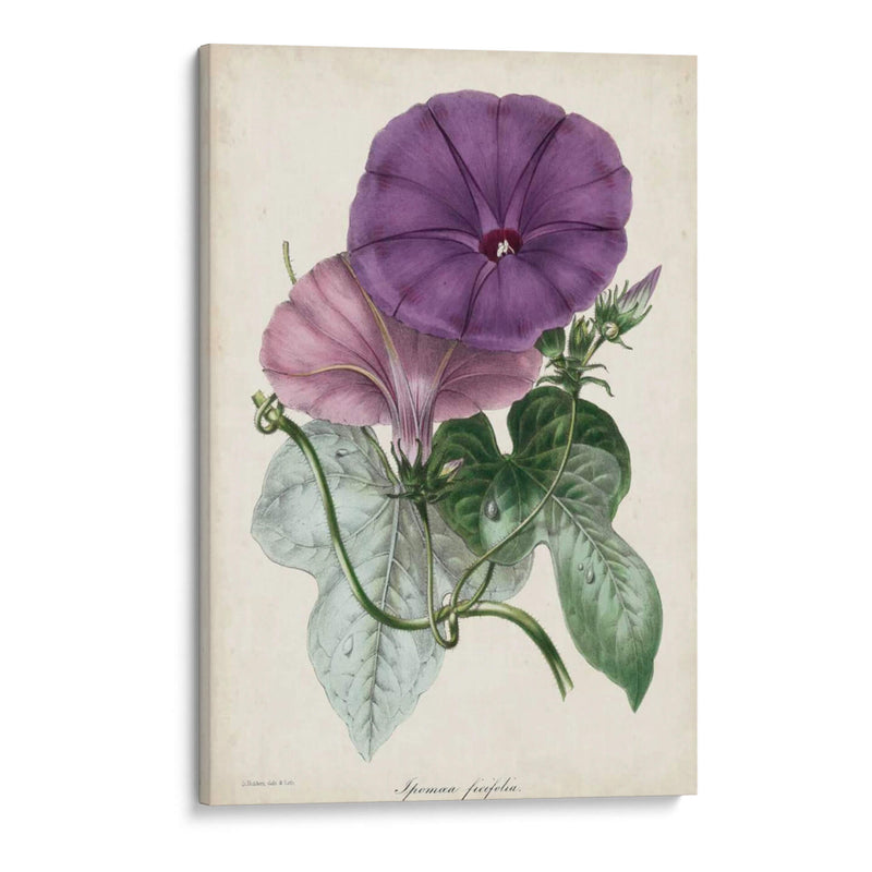 Plum Morning Glory - Paxton | Cuadro decorativo de Canvas Lab