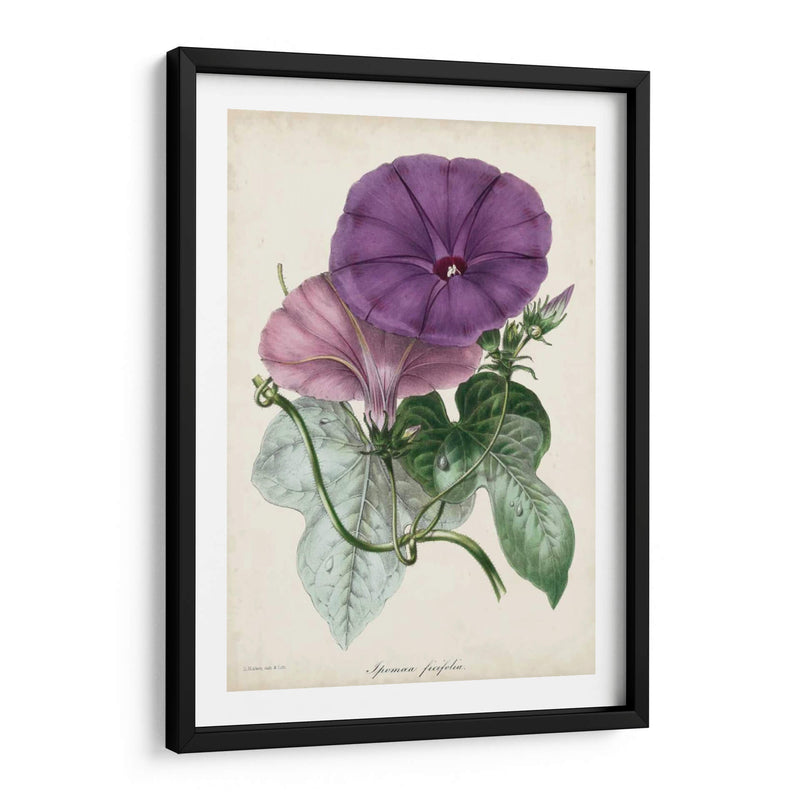 Plum Morning Glory - Paxton | Cuadro decorativo de Canvas Lab