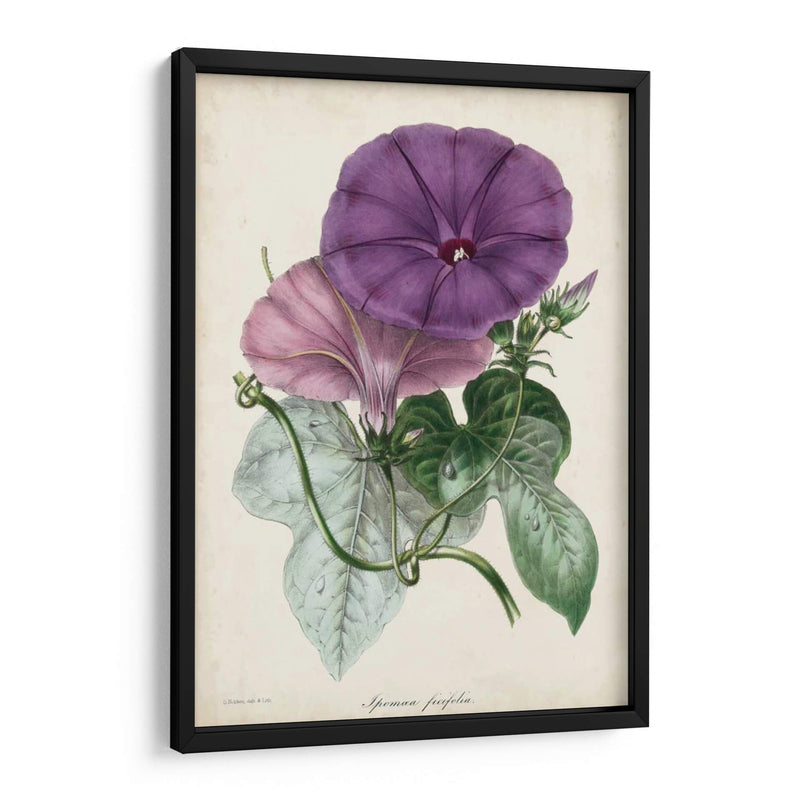 Plum Morning Glory - Paxton | Cuadro decorativo de Canvas Lab