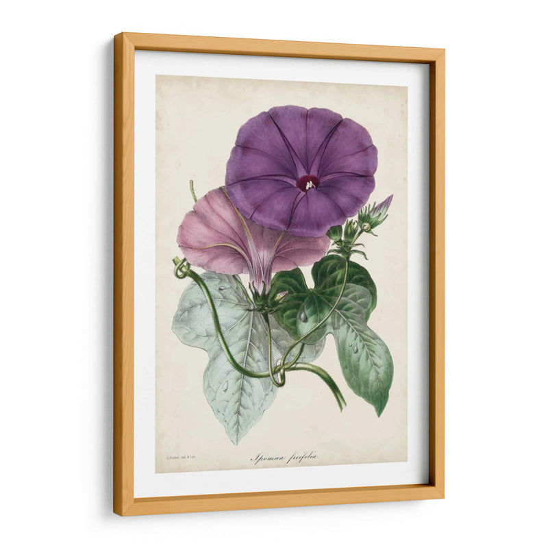 Plum Morning Glory - Paxton | Cuadro decorativo de Canvas Lab