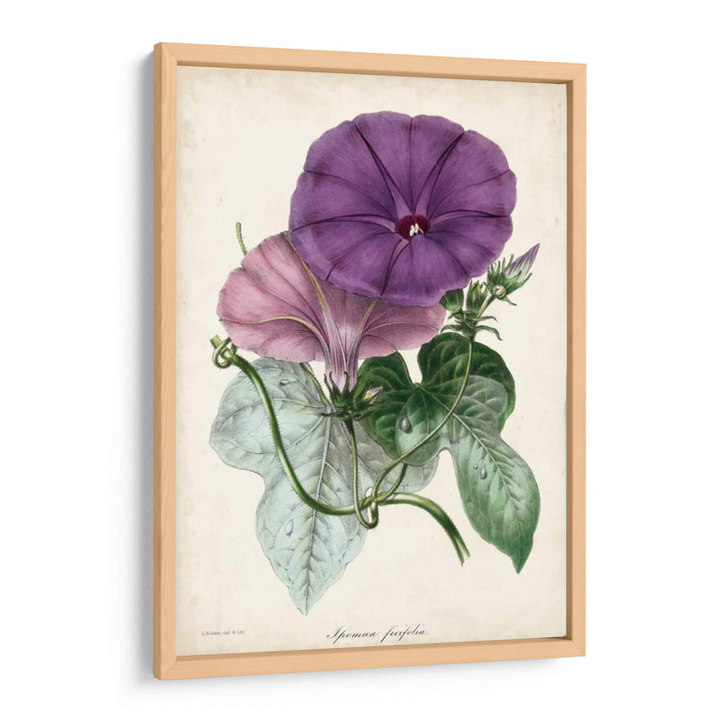 Plum Morning Glory - Paxton | Cuadro decorativo de Canvas Lab