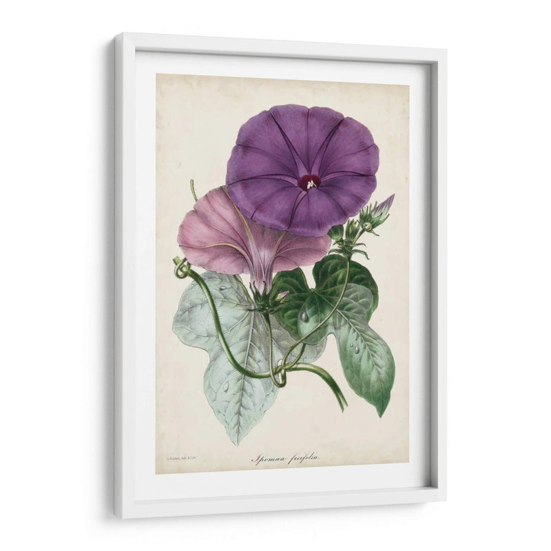 Plum Morning Glory - Paxton | Cuadro decorativo de Canvas Lab