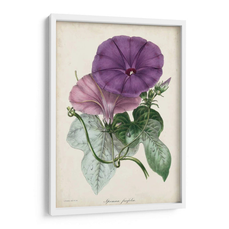 Plum Morning Glory - Paxton | Cuadro decorativo de Canvas Lab