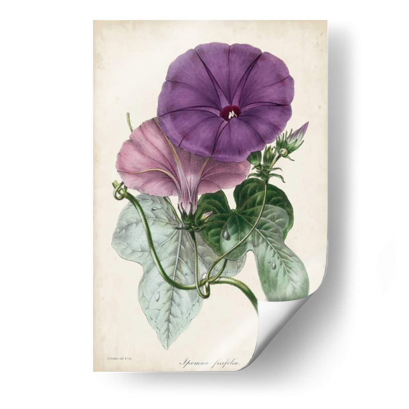 Plum Morning Glory - Paxton | Cuadro decorativo de Canvas Lab