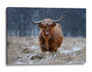 Vaca de las Tierras Altas nevadas - Richard Guijt | Cuadro decorativo de Canvas Lab