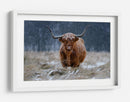 Vaca de las Tierras Altas nevadas - Richard Guijt | Cuadro decorativo de Canvas Lab