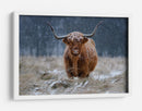 Vaca de las Tierras Altas nevadas - Richard Guijt | Cuadro decorativo de Canvas Lab