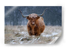 Vaca de las Tierras Altas nevadas - Richard Guijt | Cuadro decorativo de Canvas Lab