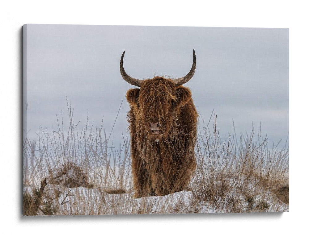 Vaca de las Tierras Altas en la nieve - Jaap van den | Cuadro decorativo de Canvas Lab