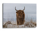 Vaca de las Tierras Altas en la nieve - Jaap van den | Cuadro decorativo de Canvas Lab