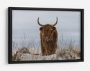 Vaca de las Tierras Altas en la nieve - Jaap van den | Cuadro decorativo de Canvas Lab
