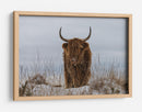 Vaca de las Tierras Altas en la nieve - Jaap van den | Cuadro decorativo de Canvas Lab