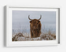 Vaca de las Tierras Altas en la nieve - Jaap van den | Cuadro decorativo de Canvas Lab