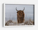 Vaca de las Tierras Altas en la nieve - Jaap van den | Cuadro decorativo de Canvas Lab