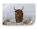 Vaca de las Tierras Altas en la nieve - Jaap van den | Cuadro decorativo de Canvas Lab
