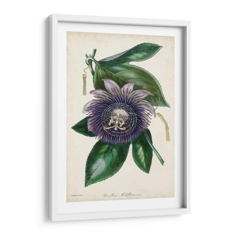 Flor De Pasión Plum - Paxton | Cuadro decorativo de Canvas Lab