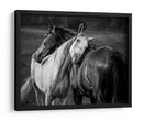 Vínculo con el caballo gentil - Niko Chapa | Cuadro decorativo de Canvas Lab