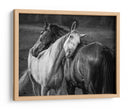 Vínculo con el caballo gentil - Niko Chapa | Cuadro decorativo de Canvas Lab