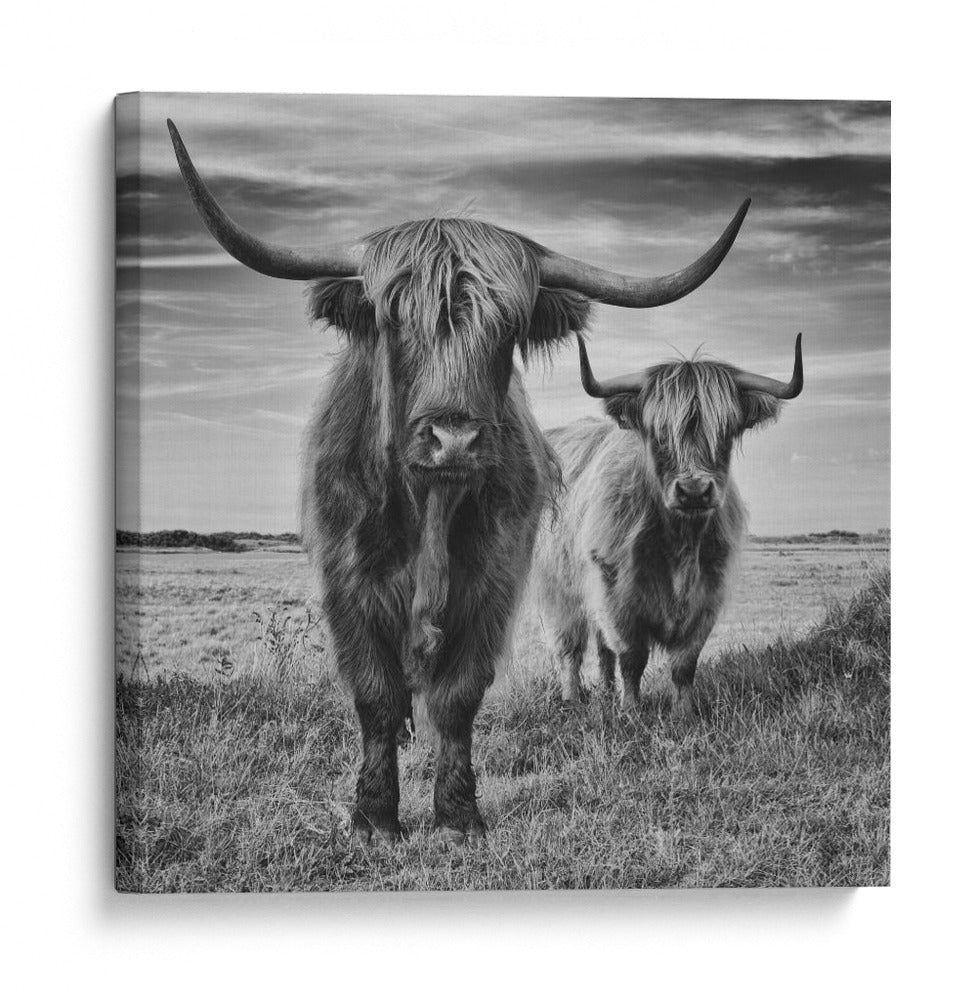 Tierras Altas de Escocia - Stephane Pecqueux | Cuadro decorativo de Canvas Lab