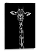 Retrato simétrico elegante de jirafa - WildPhotoArt | Cuadro decorativo de Canvas Lab