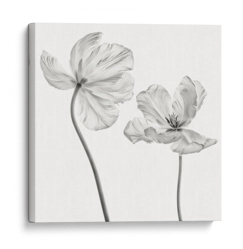 Tulipanes monocromáticos elegantes - Lotte Gronkjar | Cuadro decorativo de Canvas Lab