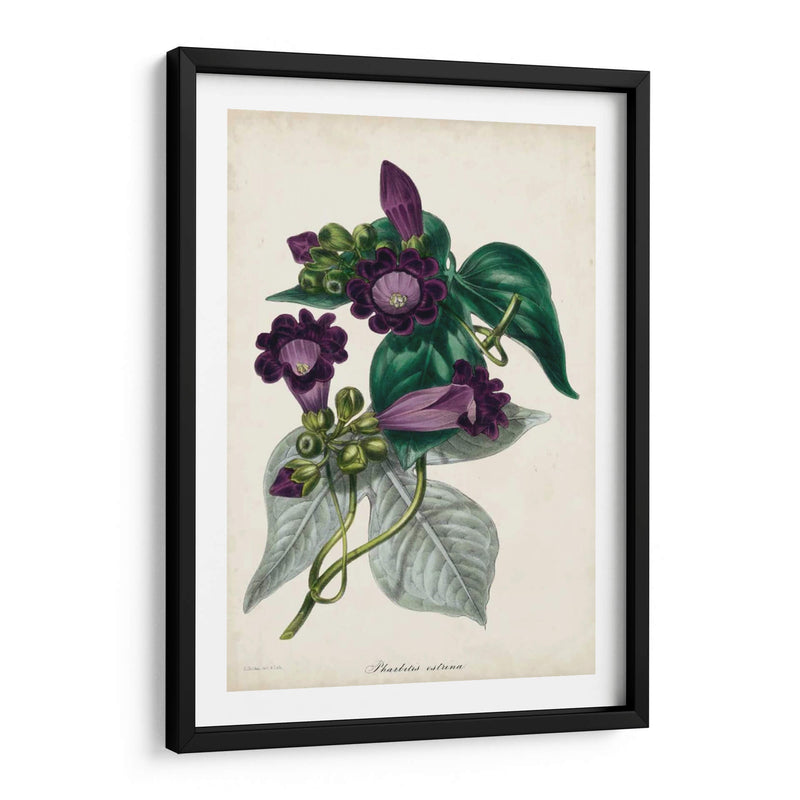 Plum Foxtloves - Paxton | Cuadro decorativo de Canvas Lab