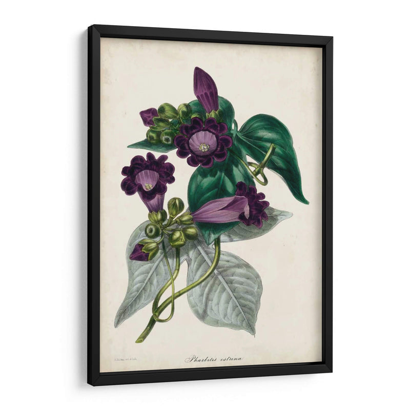 Plum Foxtloves - Paxton | Cuadro decorativo de Canvas Lab