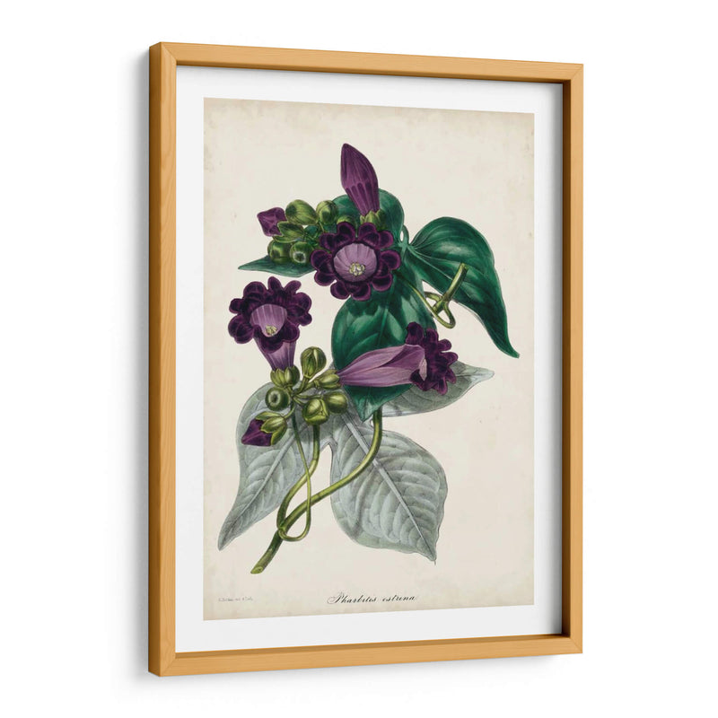 Plum Foxtloves - Paxton | Cuadro decorativo de Canvas Lab