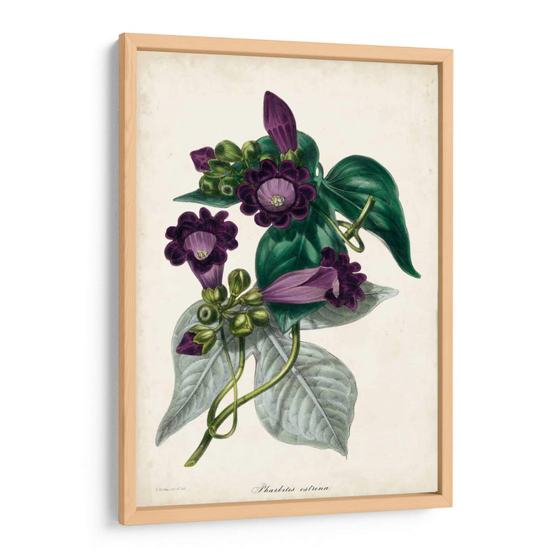 Plum Foxtloves - Paxton | Cuadro decorativo de Canvas Lab