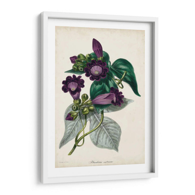 Plum Foxtloves - Paxton | Cuadro decorativo de Canvas Lab