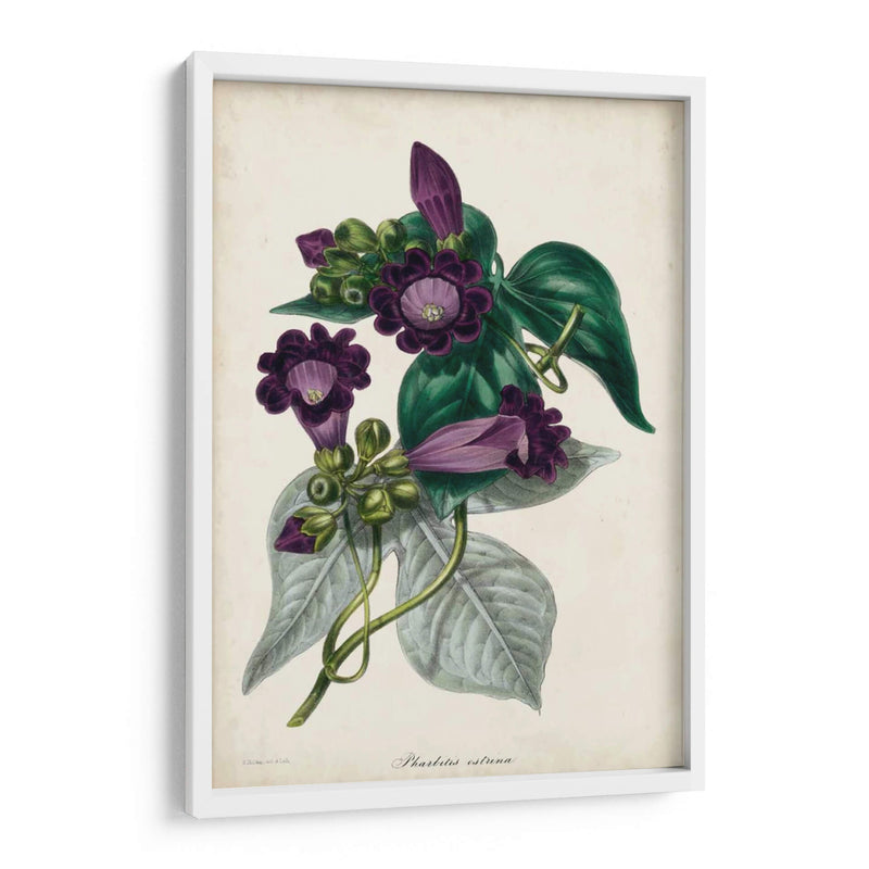 Plum Foxtloves - Paxton | Cuadro decorativo de Canvas Lab