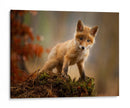 Zorro bebé curioso - Robert Adamec | Cuadro decorativo de Canvas Lab